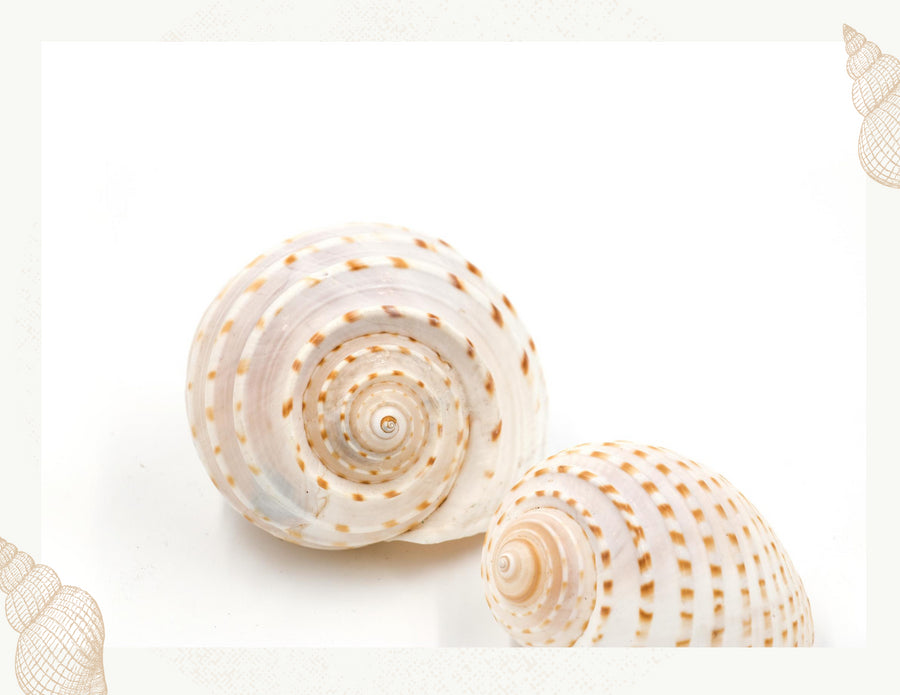 shop spotty tonna seashells